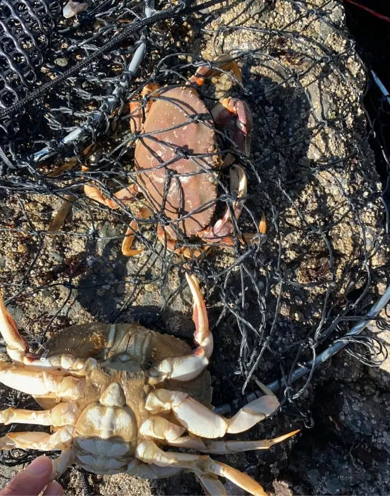 24" Crab Hoop Net with Float, Bait Clip & Bag - Dungeness Rock Blue Crabs Trap for Pier Dock Jetty
